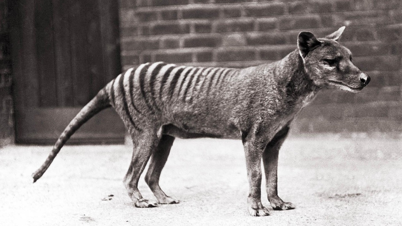 The Last Thylacine